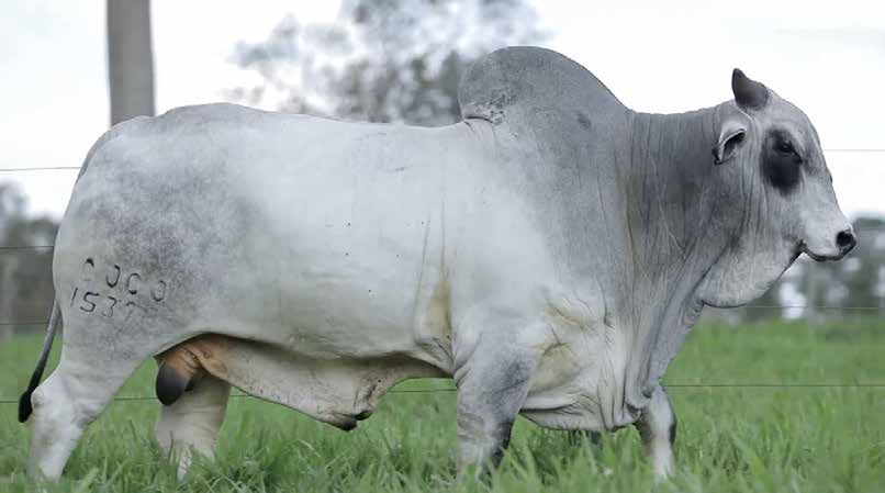 Touro Nelore PO Nuke Sant'Anna em perfil
